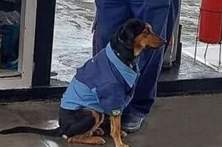 Posto adota cachorro de rua com direito a uniforme de frentista